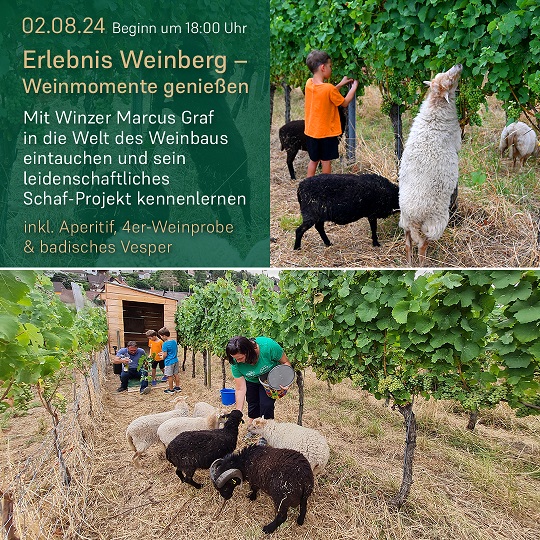 Erlebnis Weinberg - Weinmomente genießen